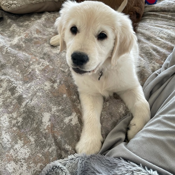 Meet your Posher, Posh - Picture 1 of 3